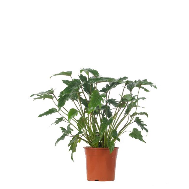 Philodendron Xanadu