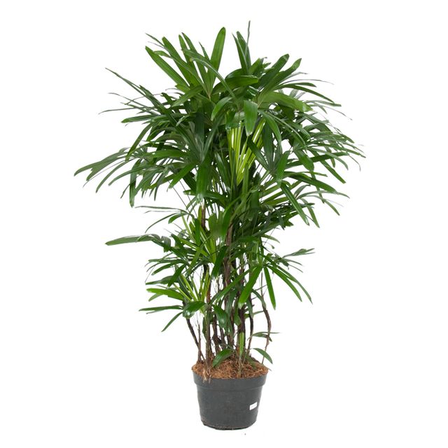 Rhapis Excelsa