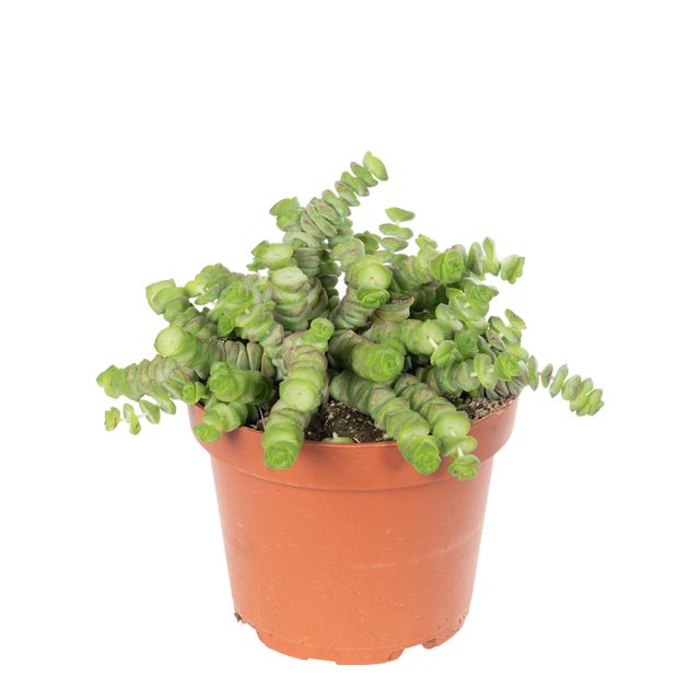 Crassula Hottentot Ø12 H15
