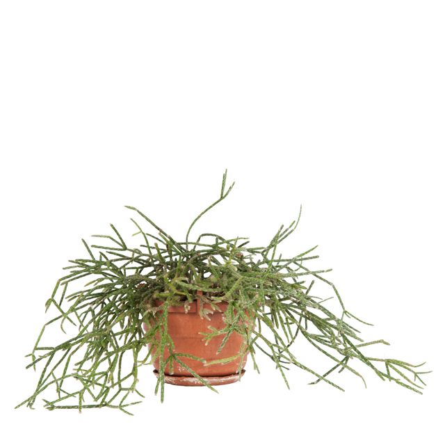 Rhipsalis Prismatica