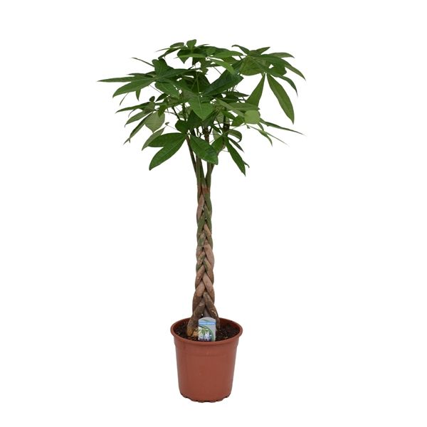 Pachira Aquatica