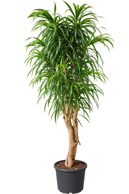 Dracaena Reflexa Anita Forgr. Ø35 H180