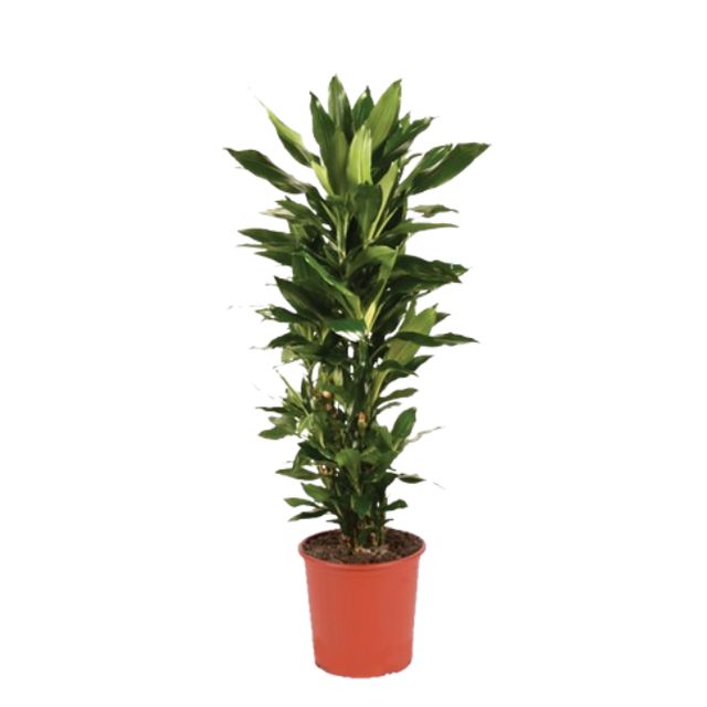 Dracaena Fragrans, lind Forg.
