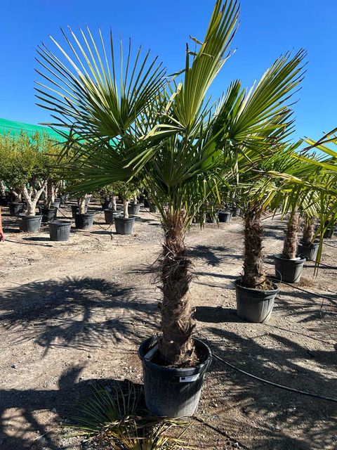 Trachycarpus Fortunei