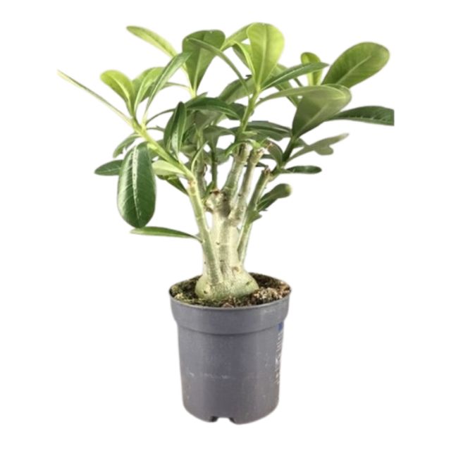 Adenium Obesum Ø12 H30 
