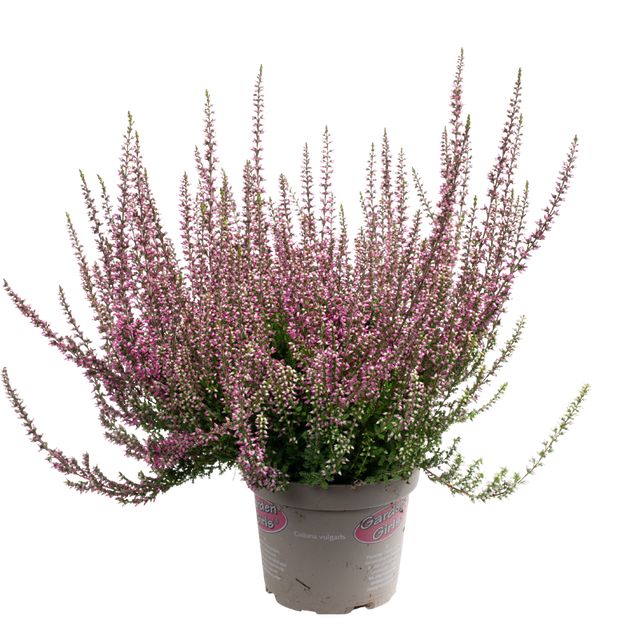 Calluna Vulgaris Lyserød
