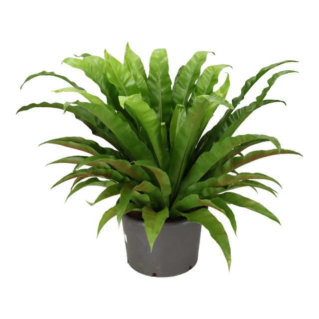 Asplenium Nidus Osaka