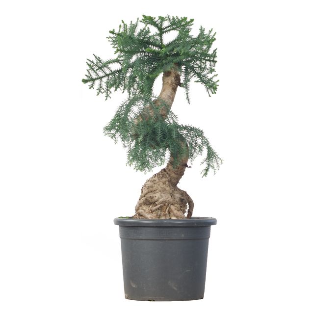 Araucaria Cunninghamii - Bonzai