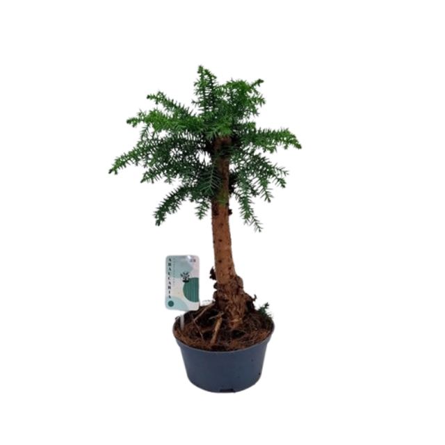 Araucaria Cunninghamii Ø16 H40