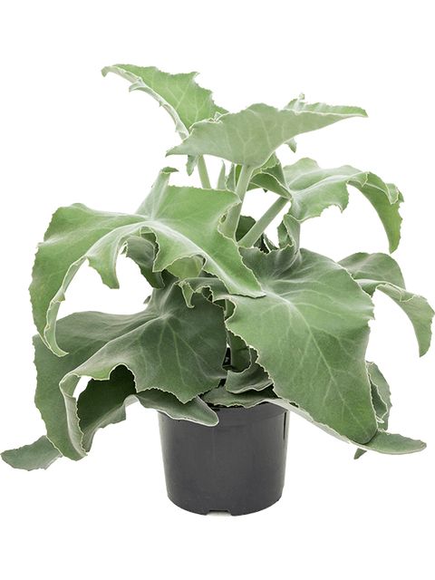 Kalanchoë Beharensis