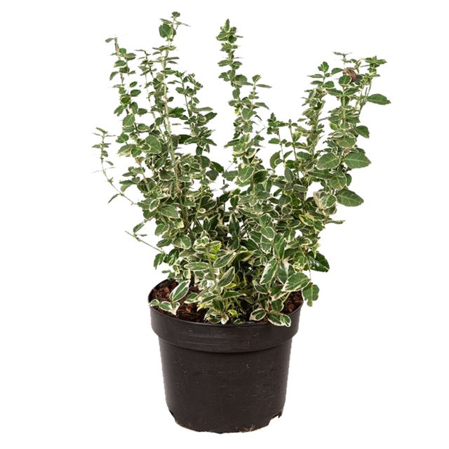 Euonymus Fortunei Emerald Gaiety Ø12 H15