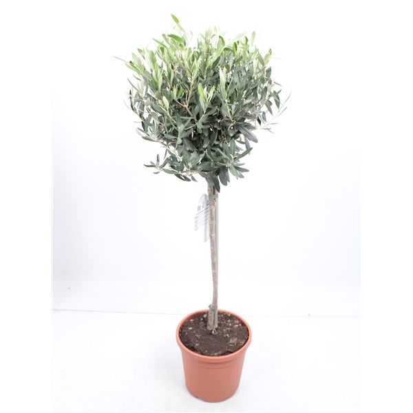 Olea Europaea Opst.