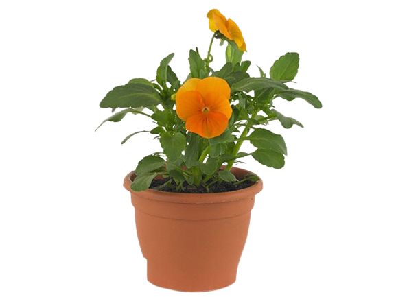 Viola Cornuta Orange