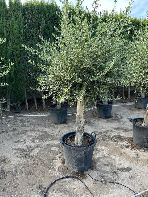 Olea Europaea Opst. Tyk stam