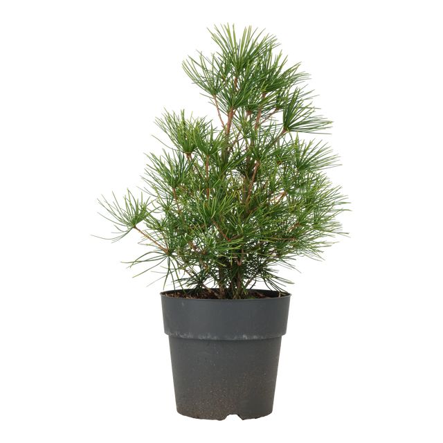 Sciadopitys Verticillata Grøn