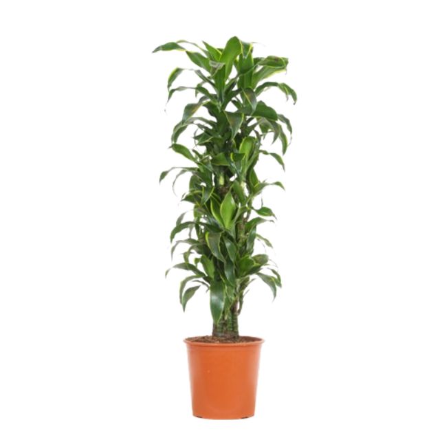 Dracaena Dorado Forgrenet