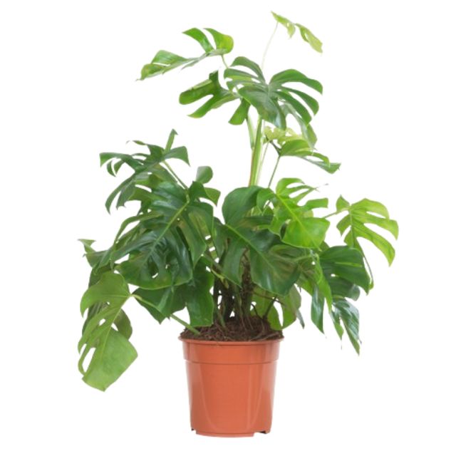 Monstera Deliciosa