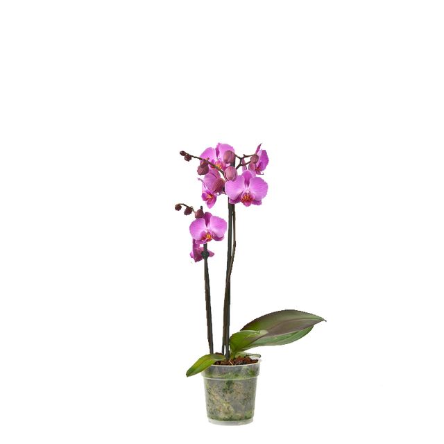 Phalaenopsis 2-Grenet Pink