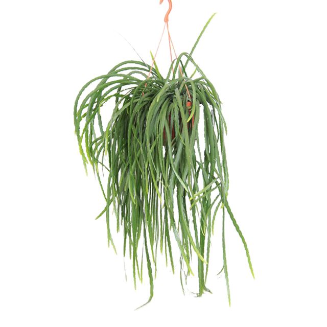 Lepismium Bolivianum Ampel Ø20