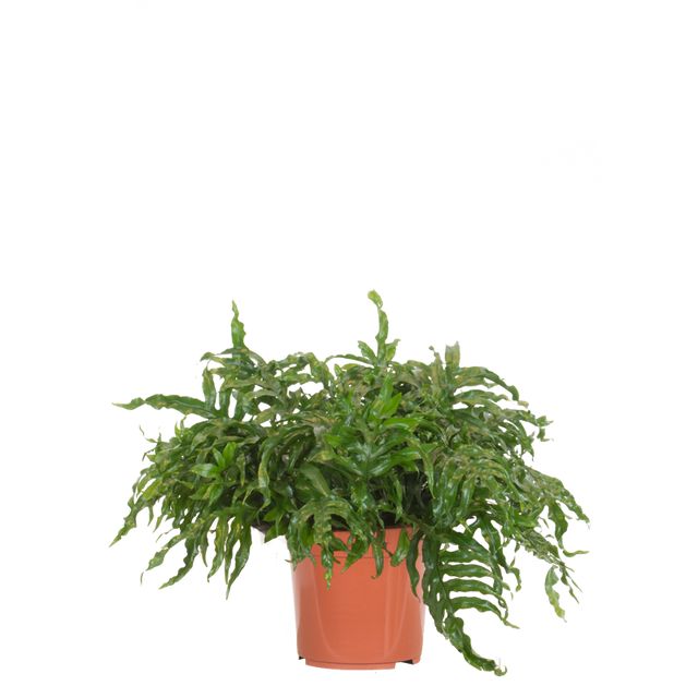 Microsorum Diversifolium