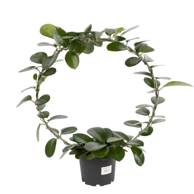 Hoya Australis Bøjle