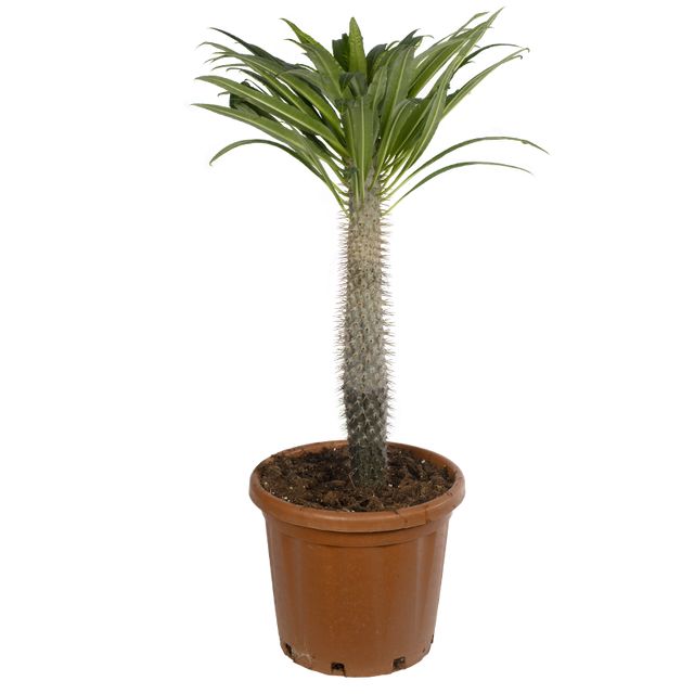 Pachypodium Lameri Ø21 H60