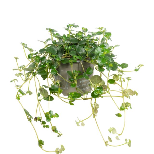 Pilea Depressa Ø10