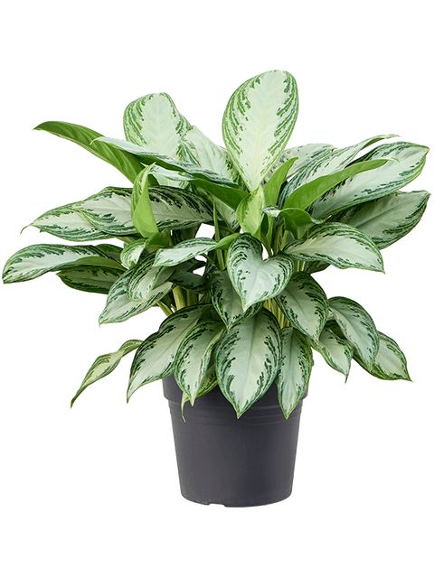 Aglaonema Silver Bay