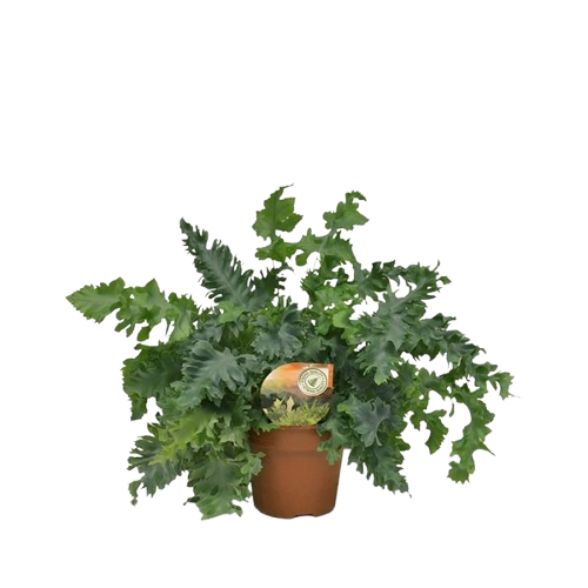 Phlebodium Aureum Davana