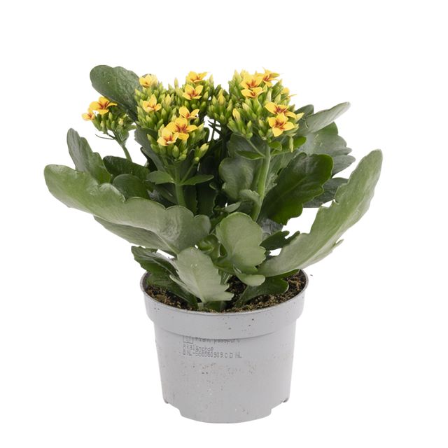 Kalanchoe Tiger Gul Ø10,5 H25