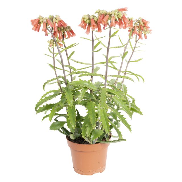 Kalanchoe Lucky Bells Ø14 H40
