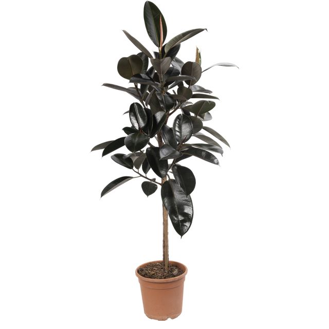 Ficus Elastica Abidjan opst.