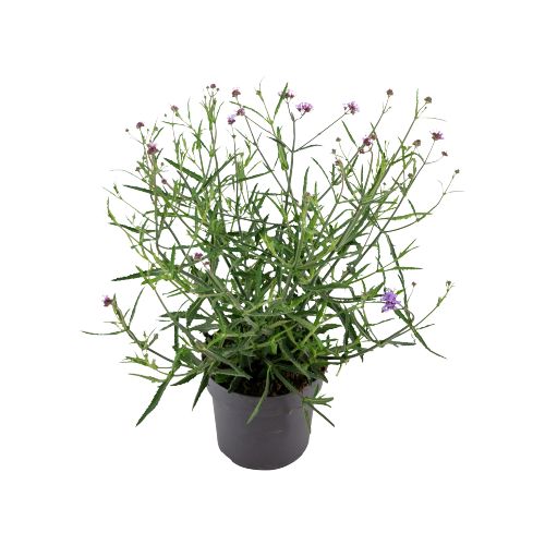 Verbena Bonariensis, Kæmpe Verbena Ø17
