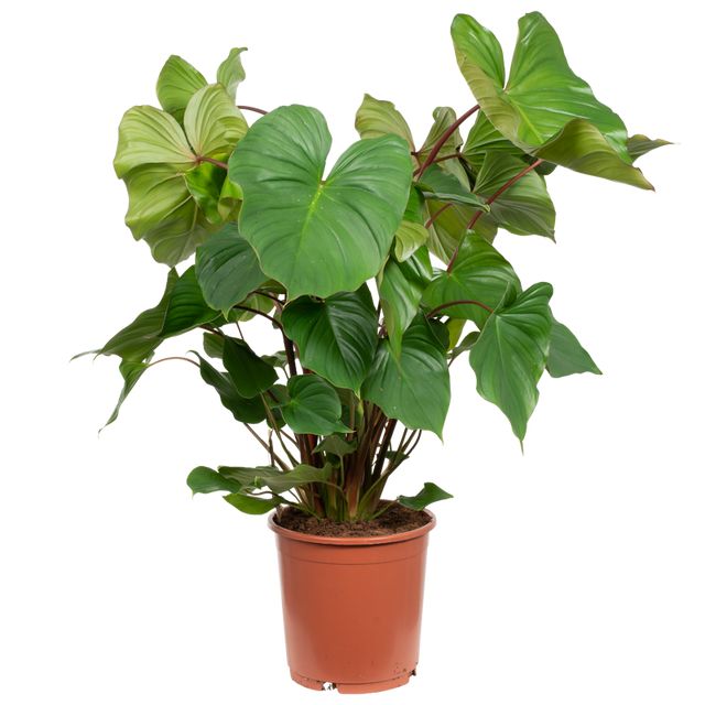 Homalomena Maggy