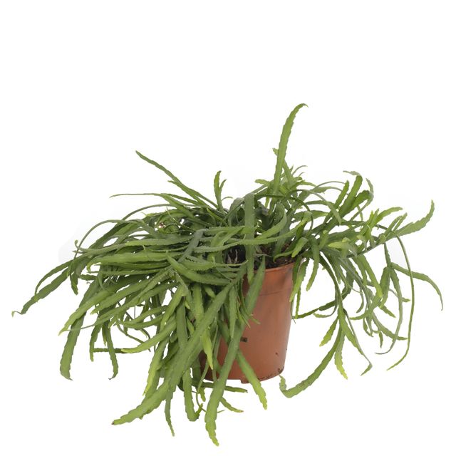 Lepismium Bolivianum