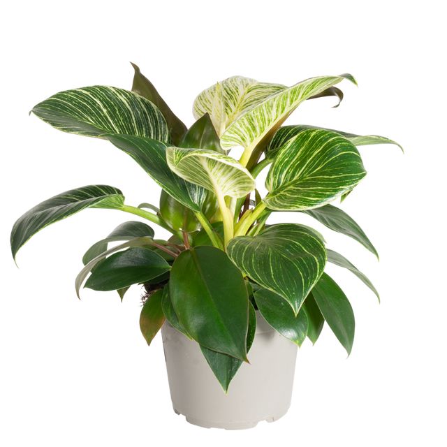 Philodendron White Measure