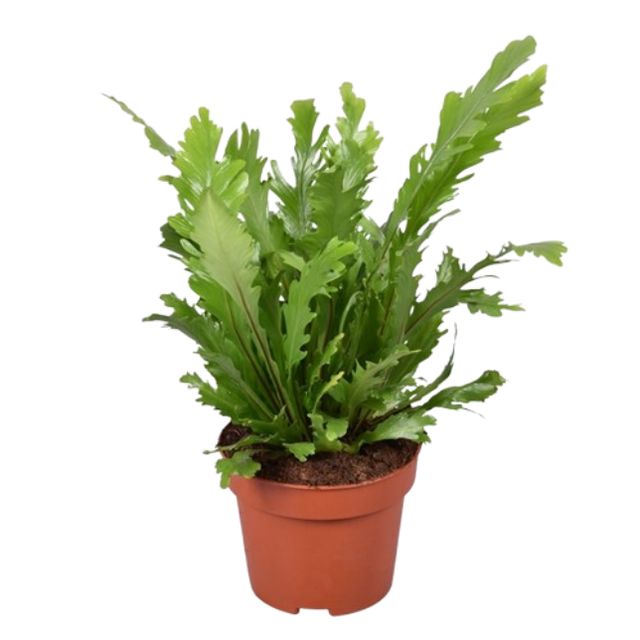 Asplenium Campio