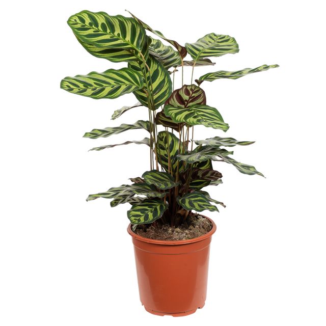 Calathea Makoyana