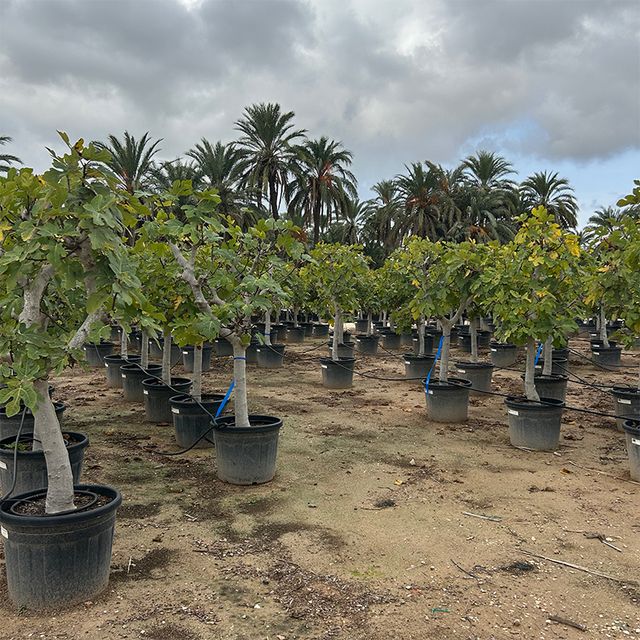  Ficus Carica Opst. Forgr.