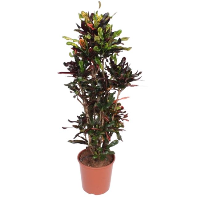Codiaeum Var. Mammi