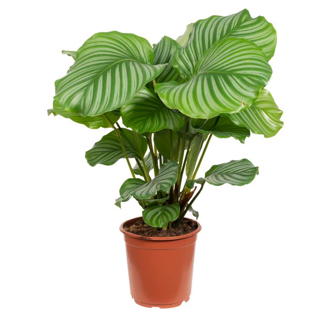 Calathea Orbifolia