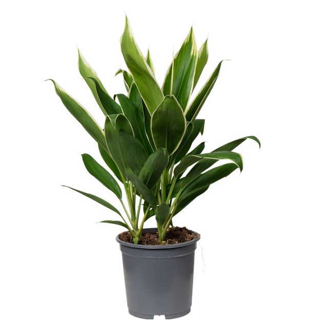Cordyline Fruticosa Conga