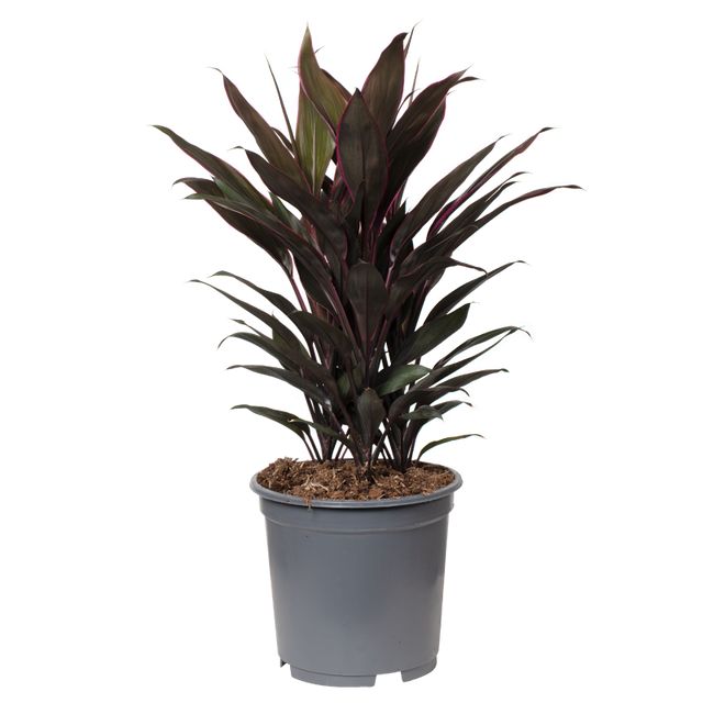 Cordyline Fruticosa Tango