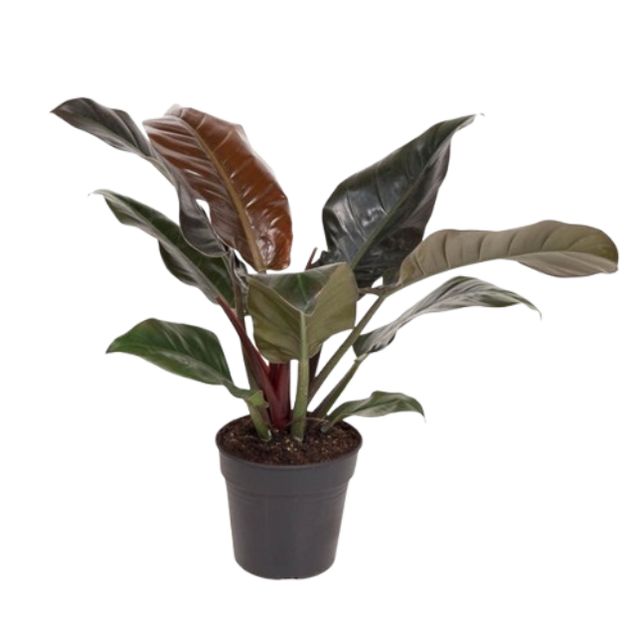 Philodendron Imperial Red