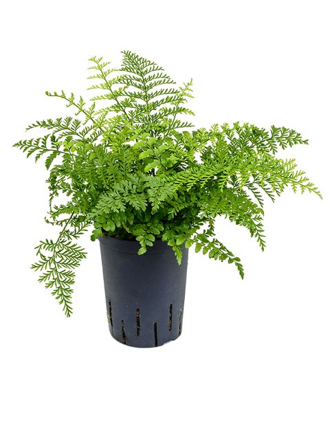 Asplenium Pavarti