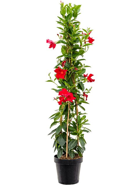 Diphladenia Sundaville Pyramide