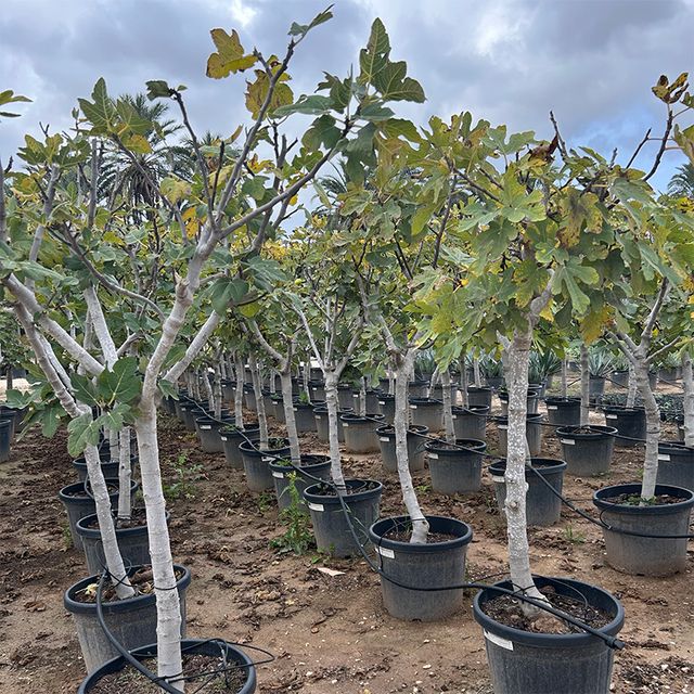 Ficus Carica Opst. Forgr.