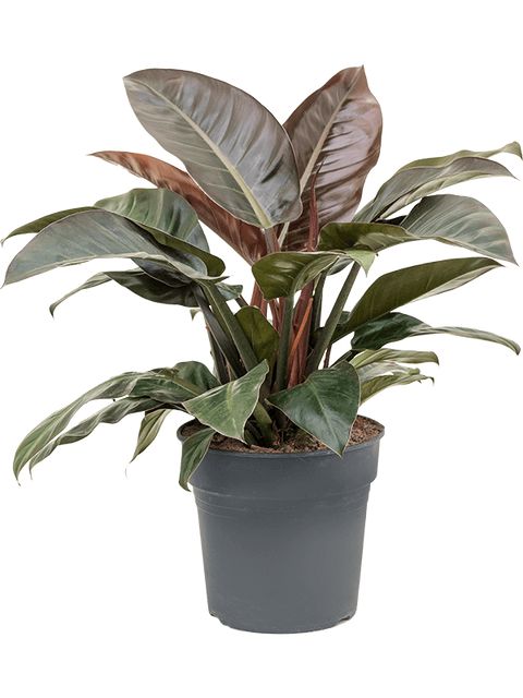 Philodendron Imperial Red