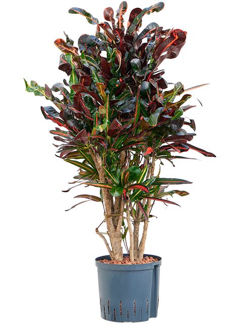 Codiaeum Var. Mammi