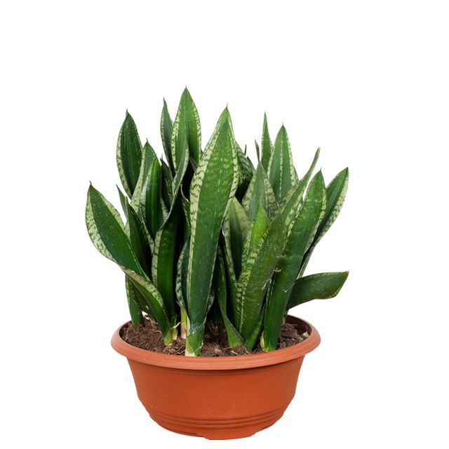 Sansevieria Silver Flame Ø35 H60